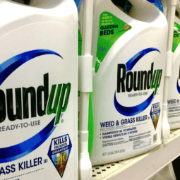 Image for What Roundup Attorneys Say About Holding Monsanto Accountable post