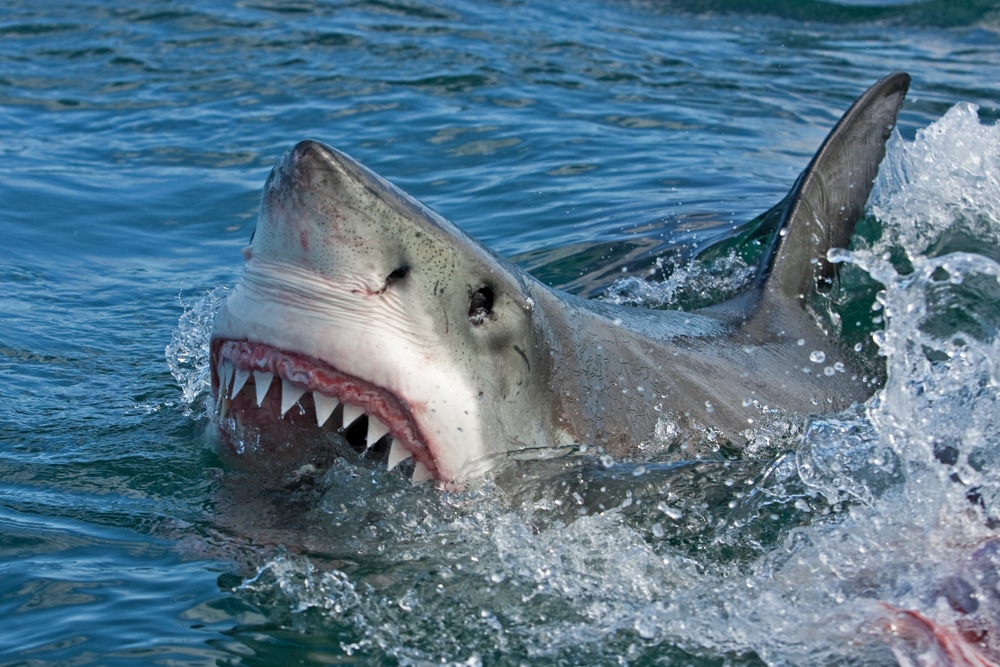 Un tiburón fuera del agua Un estudio sobre la innavegabilidad de la Ley Jones 4