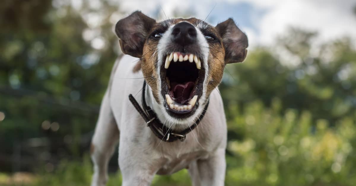 Dangerous dog bearing teeth. | Bernheim Kelley Injury Lawyers